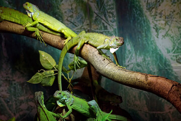 Iguana delicatissima - a species of lizard in the iguana family, the true iguanas, found in the lesser islands of the Caribbean Sea