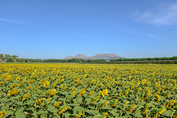 Fototapeta premium Many yellow sunflower plant in bloom on a plain rural field
