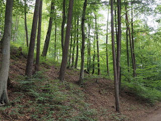 Obraz premium Niederwürzbacher Weiher – Würzbacher Weiher - Würzbachtal