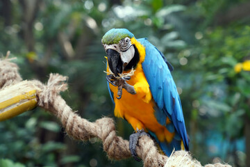 macaw parrot bites twigs in its paw                               