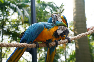 the blue-and-yellow macaw is a large, bright bird with a large wingspan                      