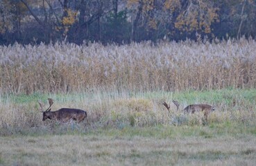 daniele © Krzysztof