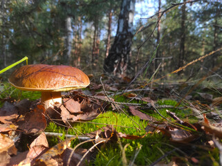 large cep mushroom grow in forest