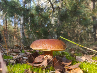 large cep mushroom grow in wood