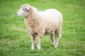 Clean white sheep on a green meadow during a pasture