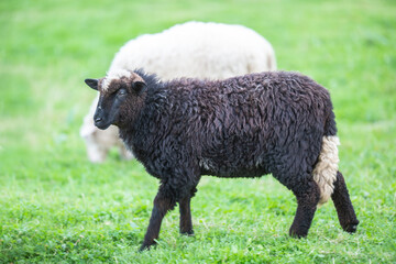 Black sheep in a herd of white on a green meadow