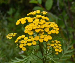 Tansy ordinary blooms in the wild