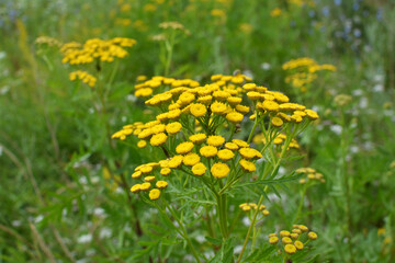 Obraz premium Tansy ordinary blooms in the wild