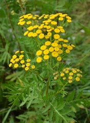 Tansy ordinary blooms in the wild
