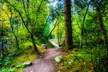 path between trees