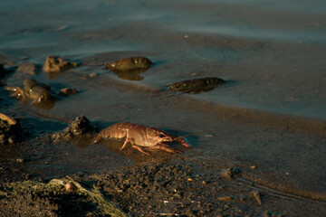 Freeing Bulgarian Astacus Astacus, Crayfish, on the shore of a lake.