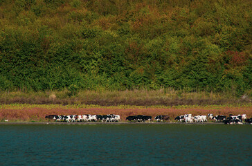 Obraz na płótnie Canvas A herd of cows drinking by a lake under a mountain in a sunny day. Concept: Calmness and nature