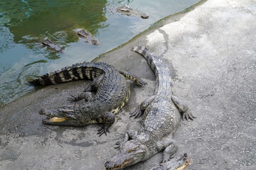 crocodiles lie on the shore of the lake      