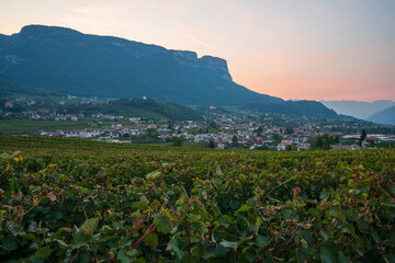 View of the grape orchards in South Tyrol, Italy.