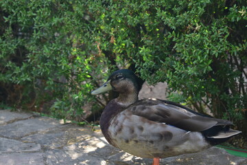 El pato artista