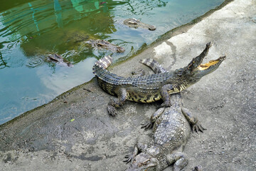 crocodile with wide open mouth   
