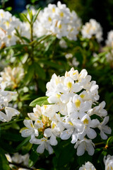 White ornamental flowers of rhododendron frangipani.