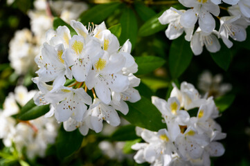 White ornamental flowers of rhododendron frangipani.
