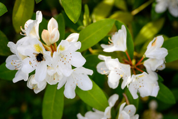 White ornamental flowers of rhododendron frangipani.