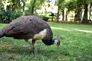 Pavo real comiendo