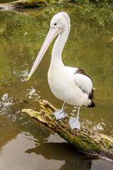 Australian pelican standing on a tree trunk, scientific name Pelecanus conspicillatus