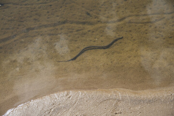 Photo of the snake Natrix Tessellata known as water soup is swimming in shallow water of the river. Shell paths are visible on the muddy bottom