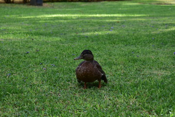 Pato descansando 