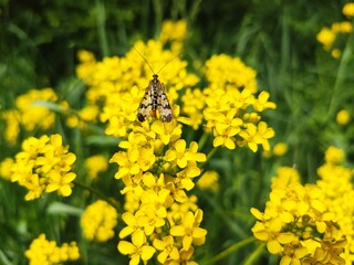 Romania, Slatinta neighborhood, summer landscape on the hills