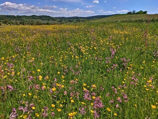 Romania, Slatinta neighborhood, summer landscape on the hills