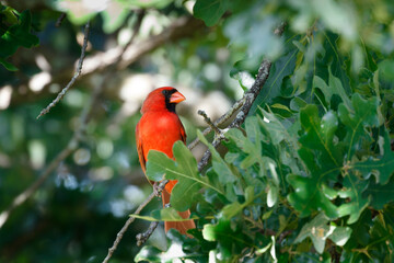 A male Cardinal (cardinalis cardinalis) at a feeder