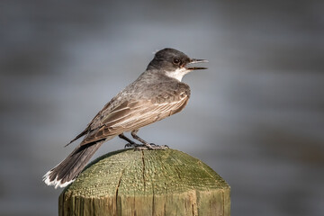 An Eastern Kingbird (Tyrannus tyrannus) perched on a post