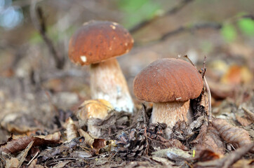boletus mushrooms in the forest against the background of fallen autumn leaves