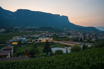 Fototapeta premium View of the grape orchards in South Tyrol, Italy.