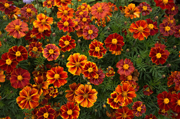Autumn flowers marigolds. Top view. Planting flowers for landscaping the city.