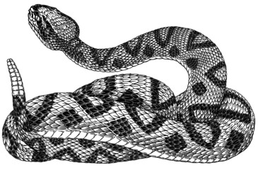 Fototapeta premium Black and white vector illustration of rattlesnake