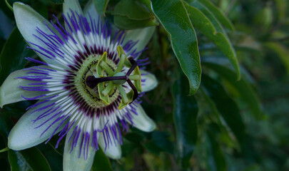 Single passiflora or passionflower with green foliage and copy space