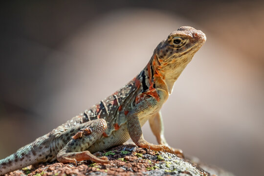 A female Collared Lizard (Crotaphytus collaris) or Mountain Boomer resting on a rock