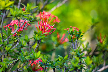 red flowers in the garden