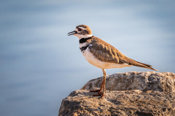 Killdeer (Charadrius vociferus) on a lakeshore in Oklahoma City