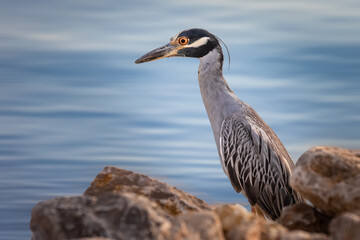 Yellow crowned Night Heron (Nyctanassa violacea) on the Shore of Lake Hefner in Oklahoma City