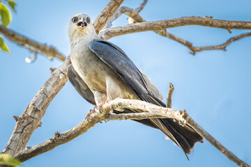 Mississippi Kite (Ictinia mississippiensis) perched in a tree