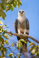 Mississippi Kite (Ictinia mississippiensis) perched in a tree