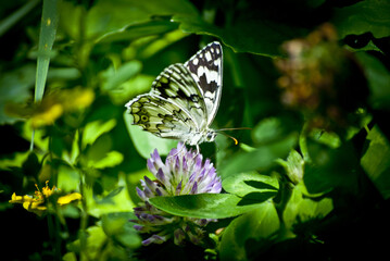 black and white butterfly
