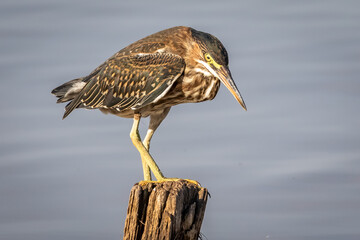 A young Green Heron on a post
