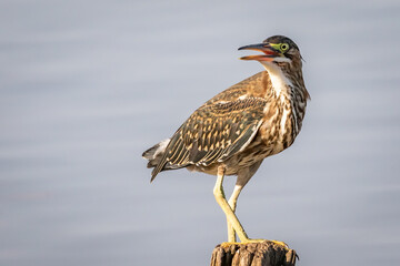 A young Green Heron on a post