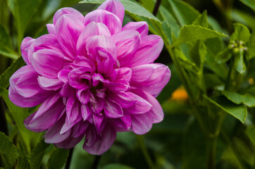 Obraz premium flower, pink, nature, plant, garden, dahlia, flowers, beauty, flora, summer, purple, green, bloom, chrysanthemum, spring, floral, petal, blossom, beautiful, macro, peony, petals, color, bright, closeu