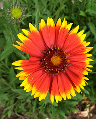 two-color flower gailardia surprises with its color
