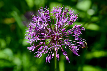blue onion flower