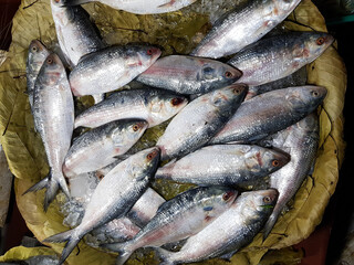 Five-spot Herring, Hilsa Kelee shad Tenualosa ilisha fishes on ice for sale in fish market with silvery scale