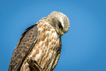 Mississippi Kite in a tree